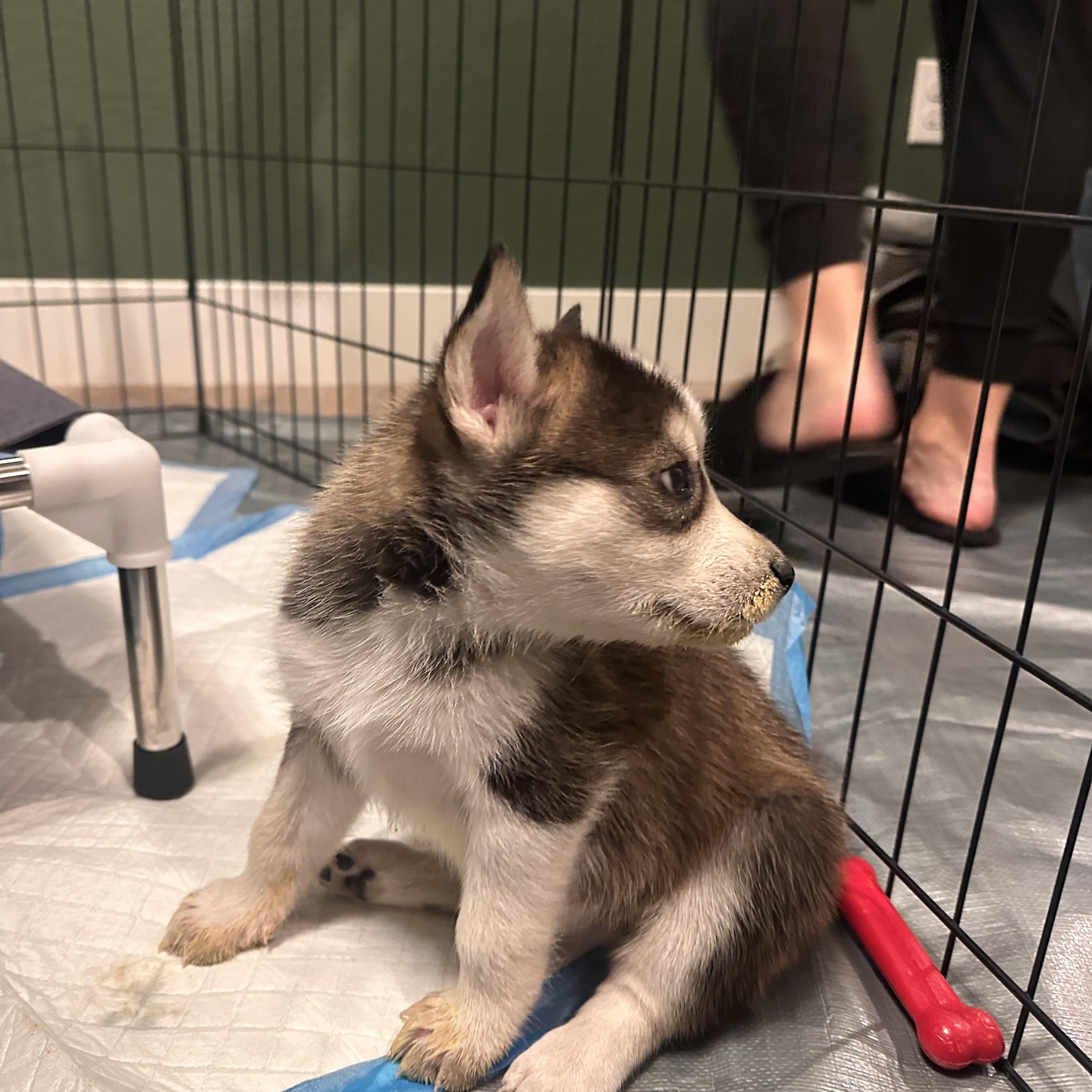 Enlarge Fontina, an adopted mixed breed in Commerce City, CO image 3/4