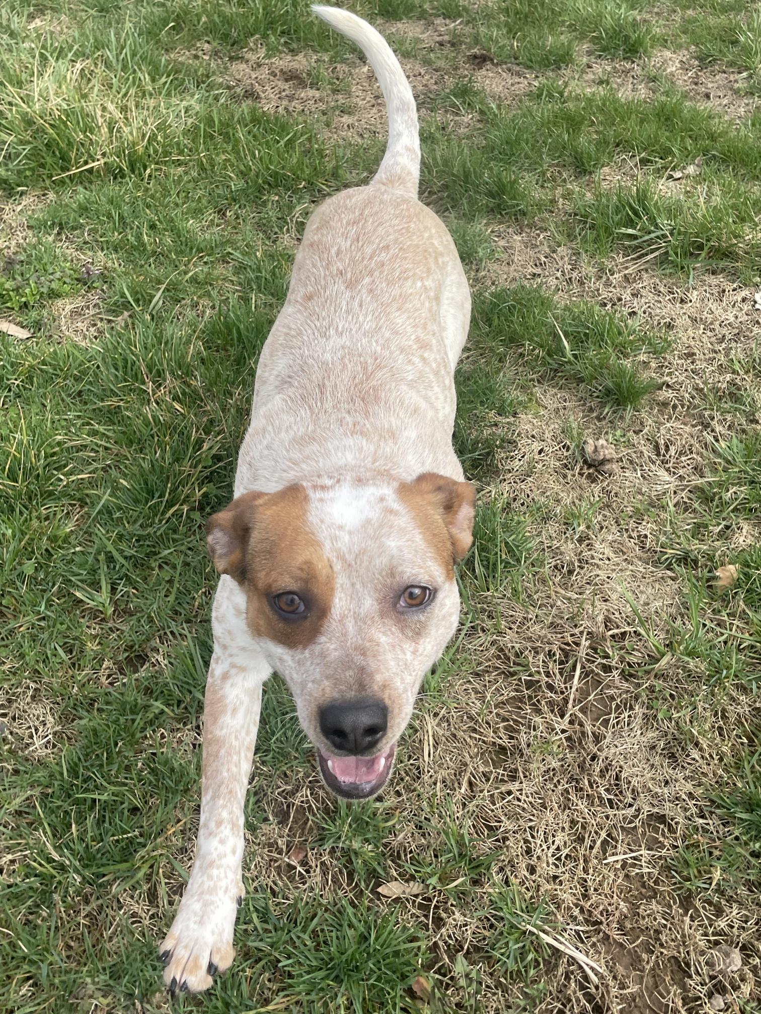 CiCi, ADOPTABLE, Young Female Australian Cattle Dog / Blue Heeler.