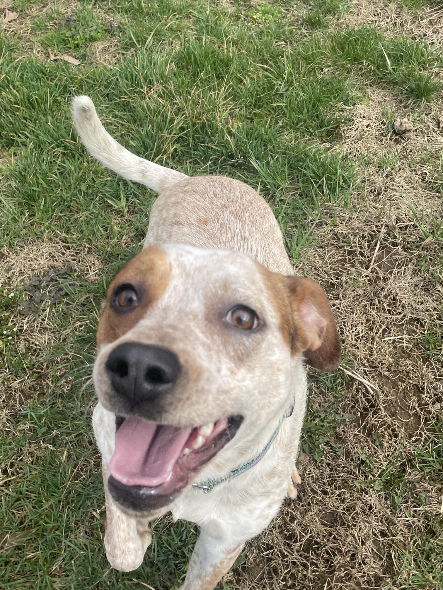 Enlarge CiCi, a ADOPTABLE mixed breed in Point Pleasant, WV image 3/3