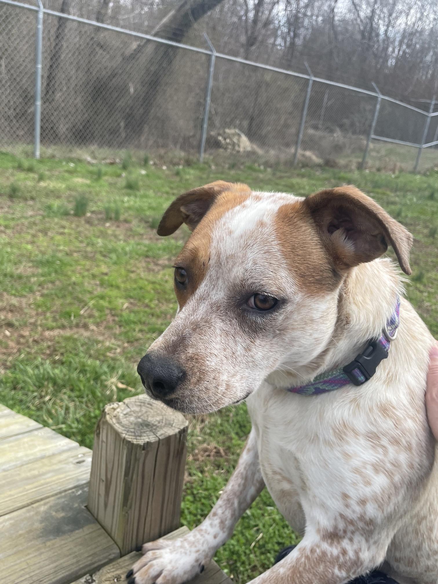 Enlarge CiCi, a ADOPTABLE mixed breed in Point Pleasant, WV image 2/3