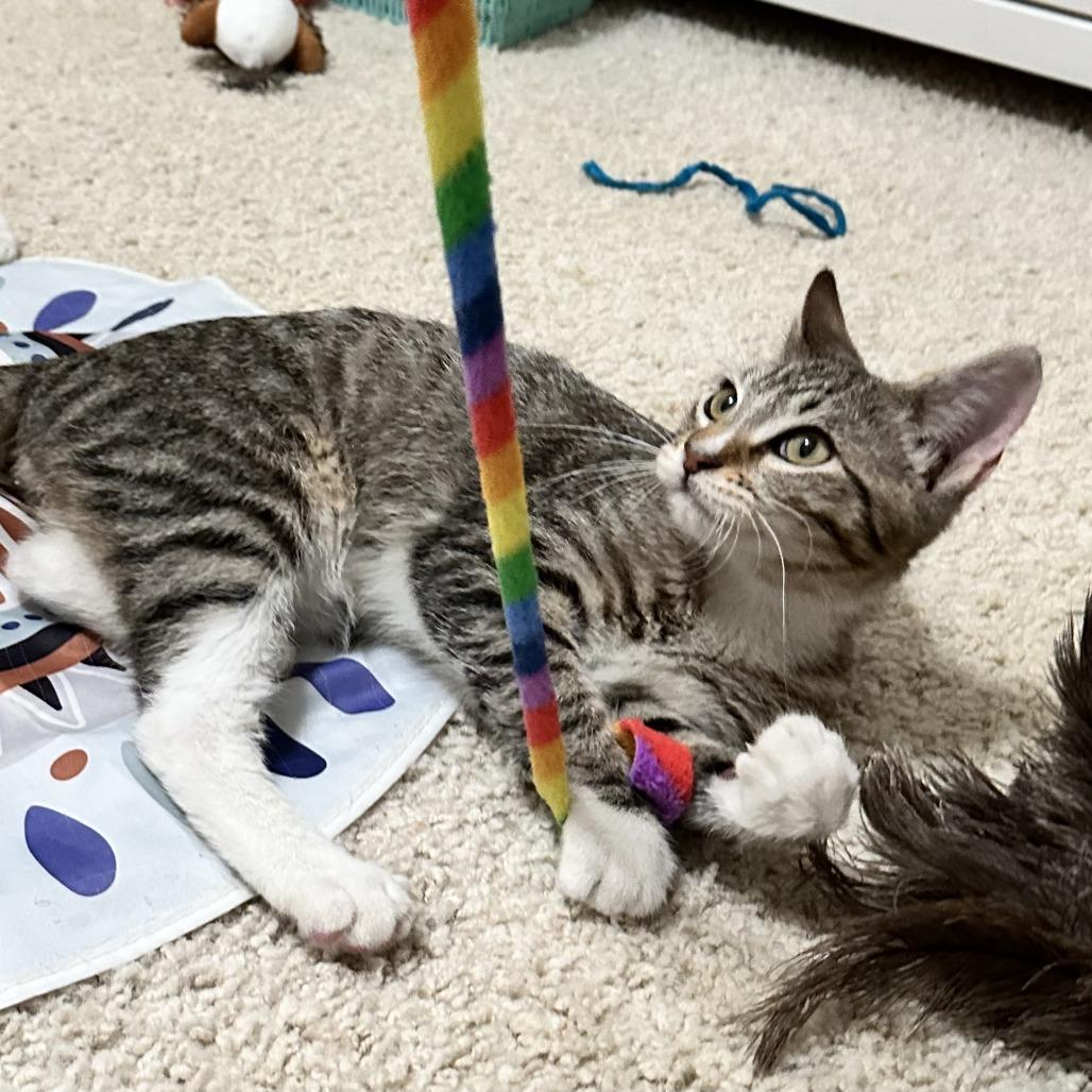 Skechers, Adoptable, Kitten Male American Shorthair.