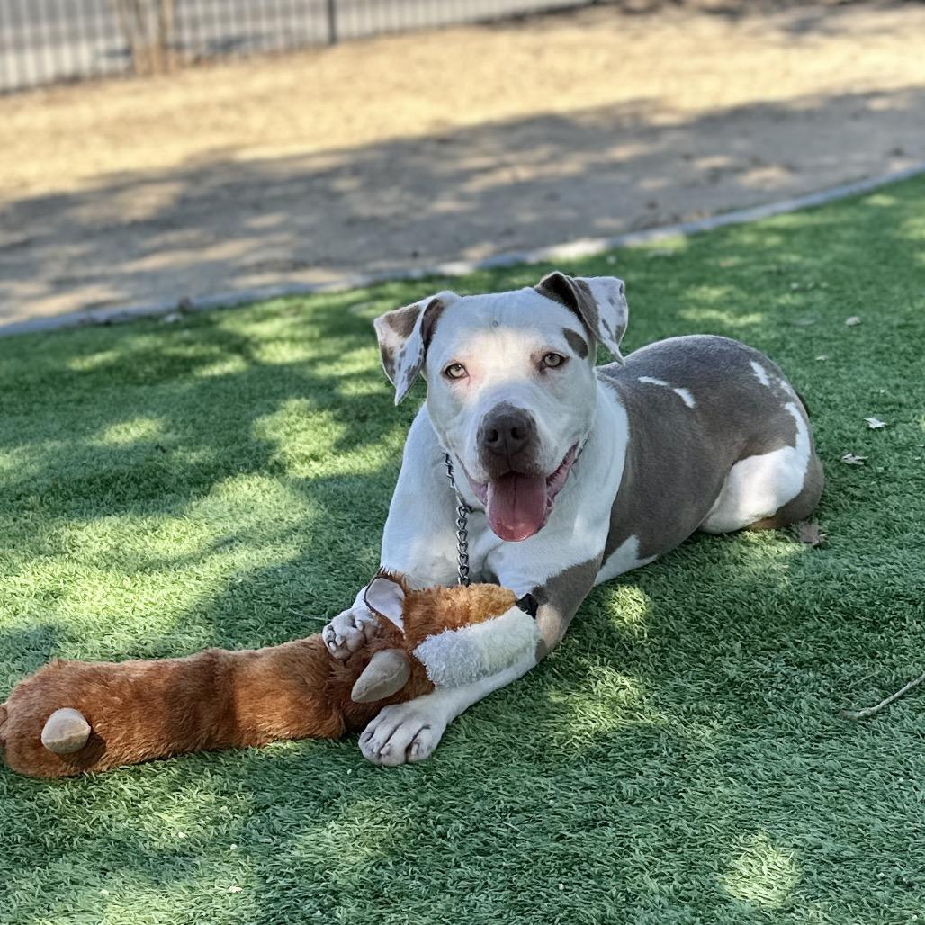 Annie - ECAS, Adoptable, Young Female Pit Bull Terrier.