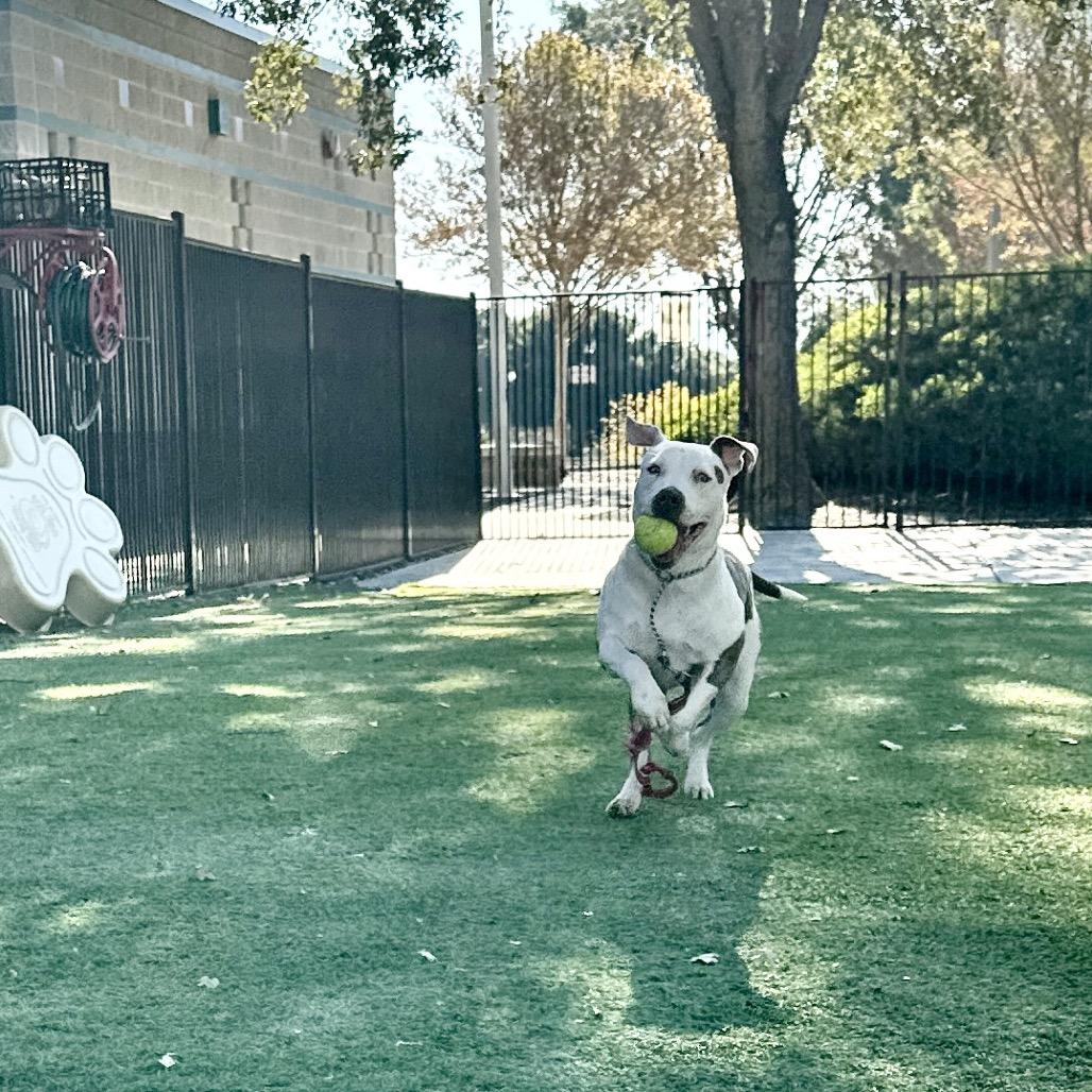 Enlarge Annie - ECAS, a Adoptable mixed breed in Pleasanton, CA image 3/6