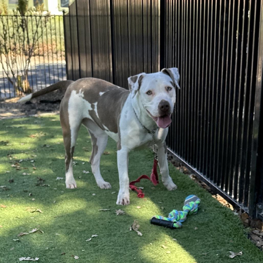 Enlarge Annie - ECAS, a Adoptable mixed breed in Pleasanton, CA image 4/6