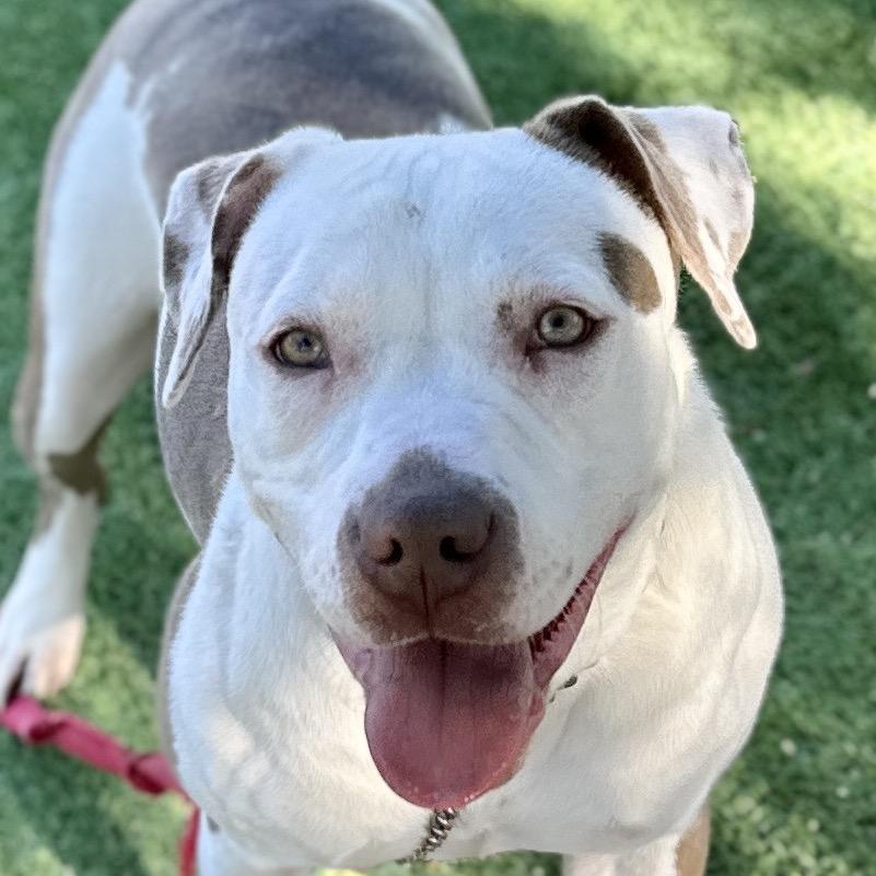 Enlarge Annie - ECAS, a Adoptable mixed breed in Pleasanton, CA image 5/6