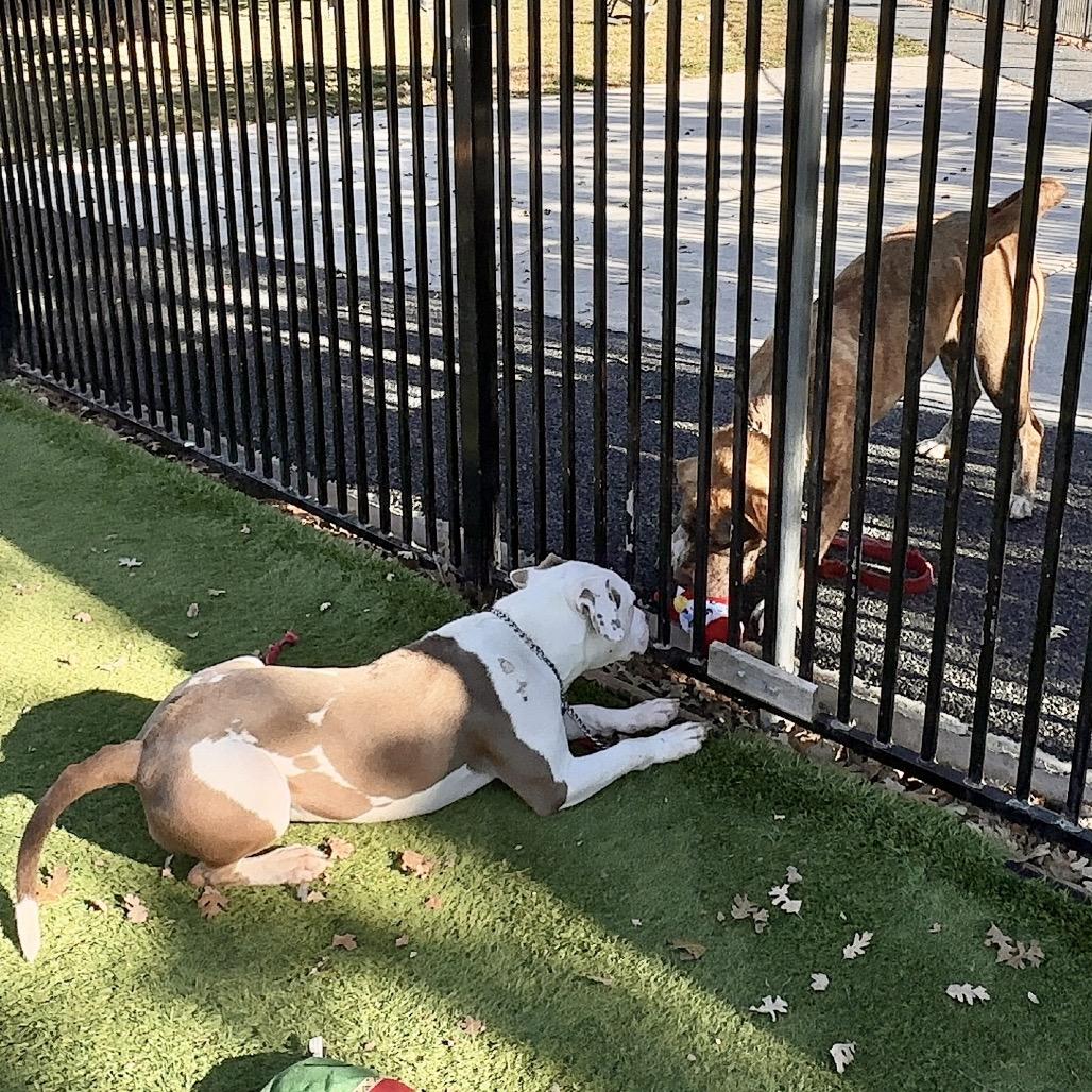 Enlarge Annie - ECAS, a Adoptable mixed breed in Pleasanton, CA image 6/6