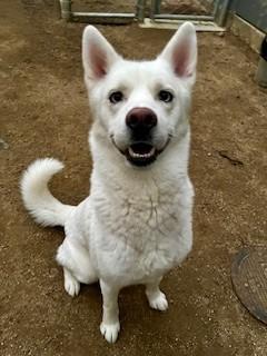 Enlarge BOLT - IN FOSTER, a Adoptable Siberian Husky in Ontario, CA image 1/1
