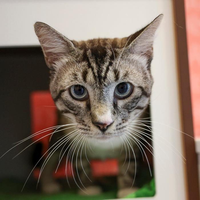 Handsome, Adoptable, Adult Male Siamese & Domestic Short Hair.