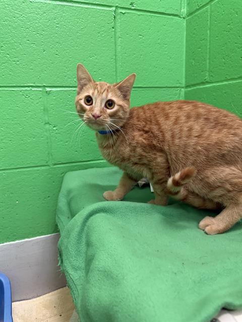 ELIAS, Adoptable, Adult Male Domestic Short Hair.