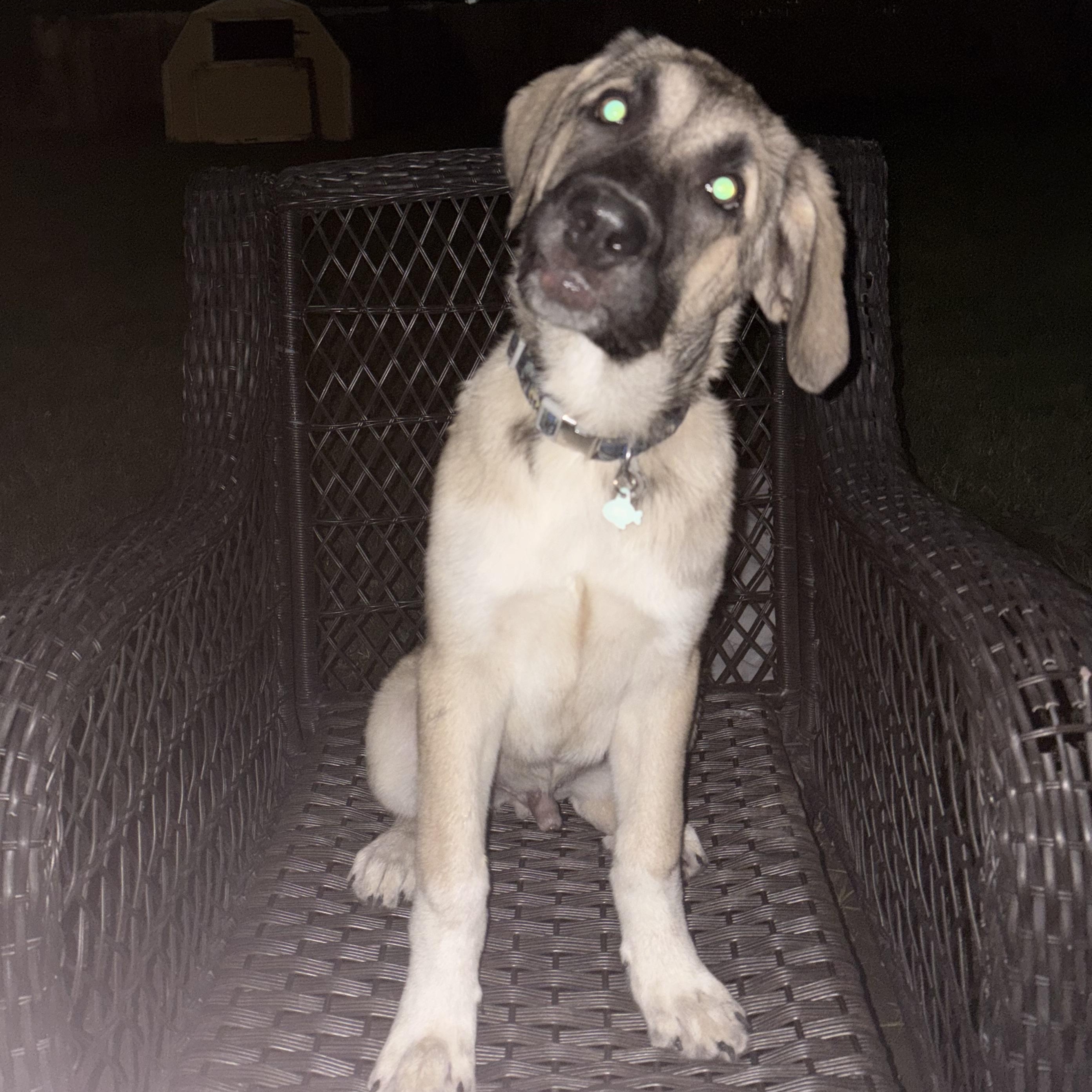 Enlarge Jinx, a ADOPTABLE mixed breed in Olathe, KS image 4/6