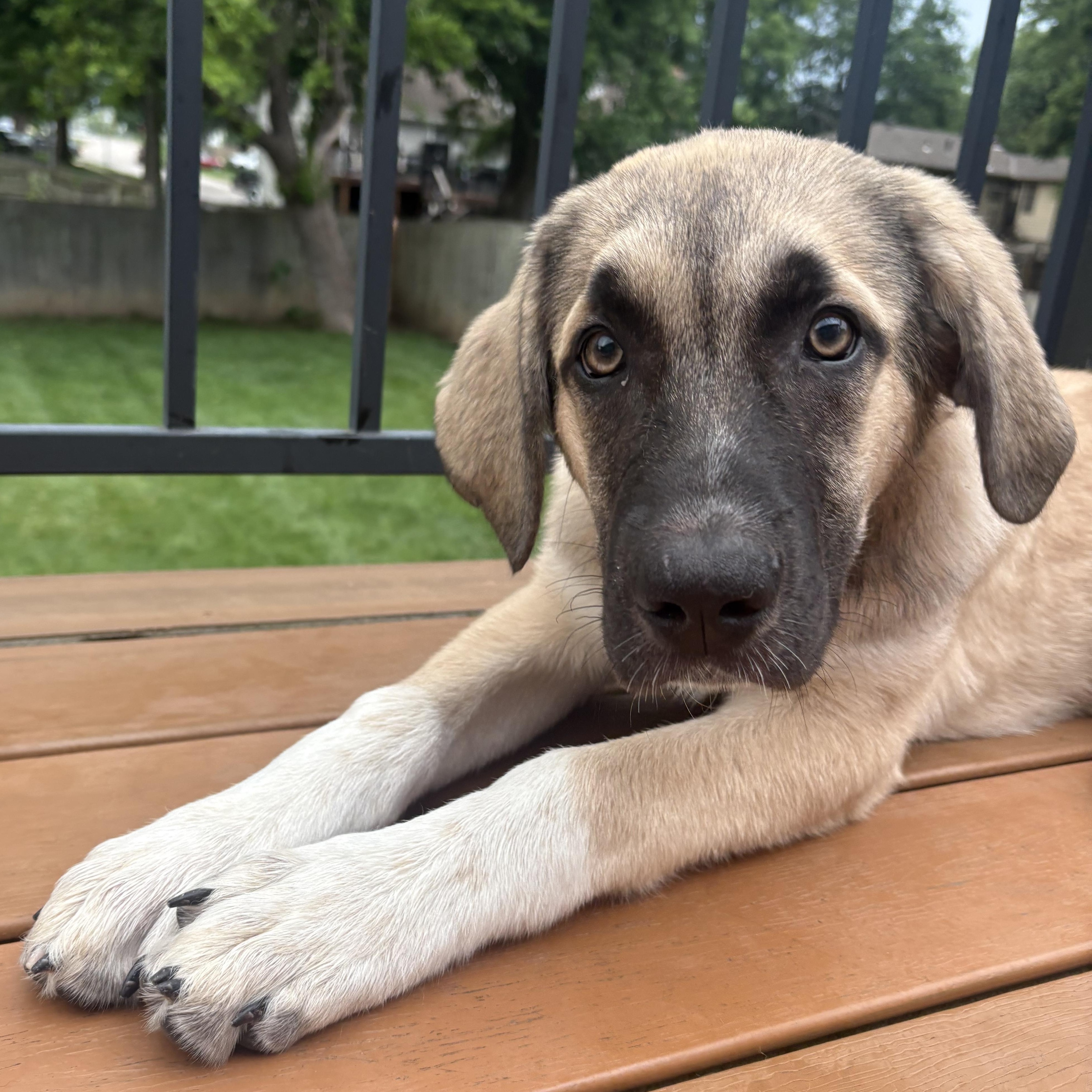 Enlarge Jinx, a ADOPTABLE mixed breed in Olathe, KS image 2/6