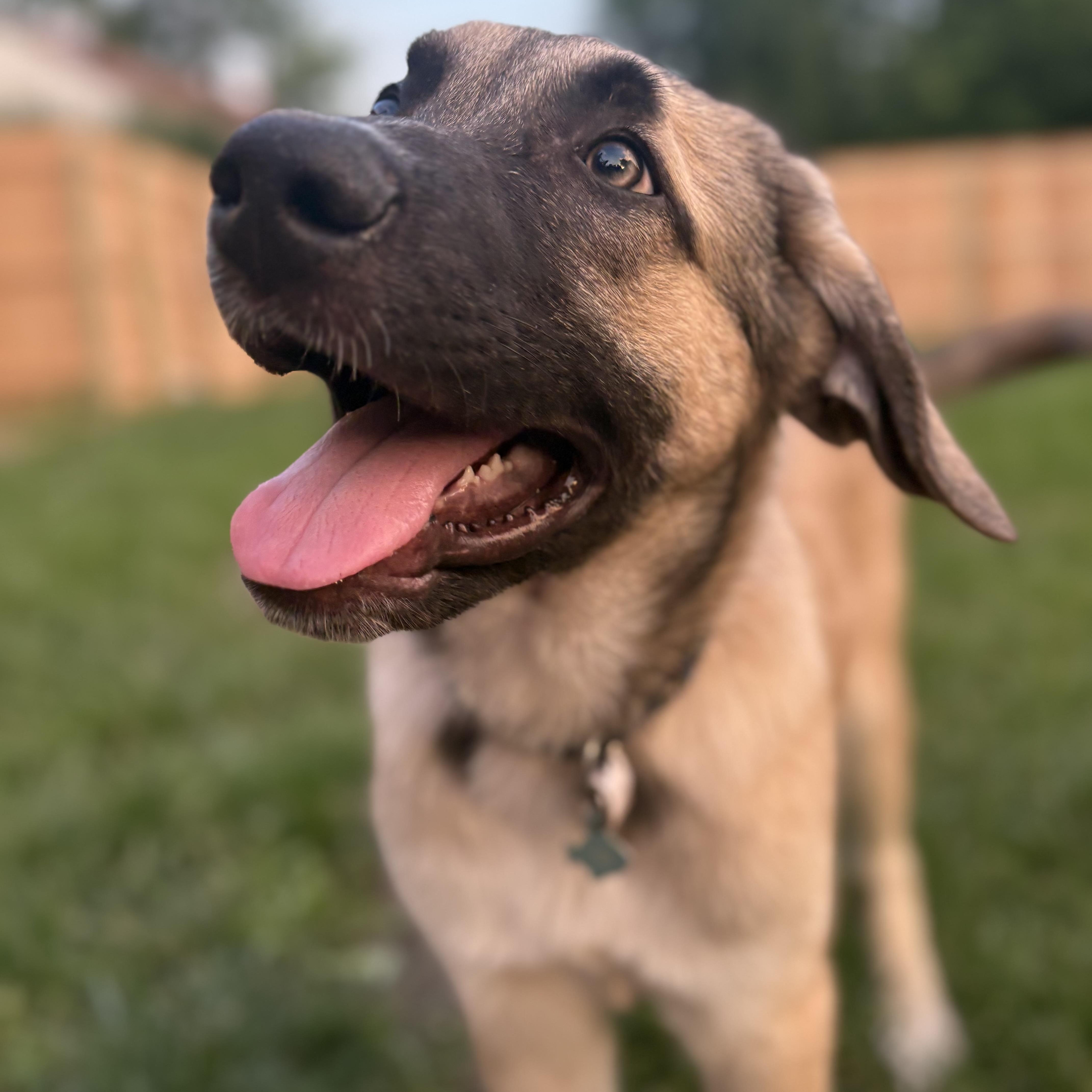 Enlarge Jinx, a ADOPTABLE mixed breed in Olathe, KS image 3/6