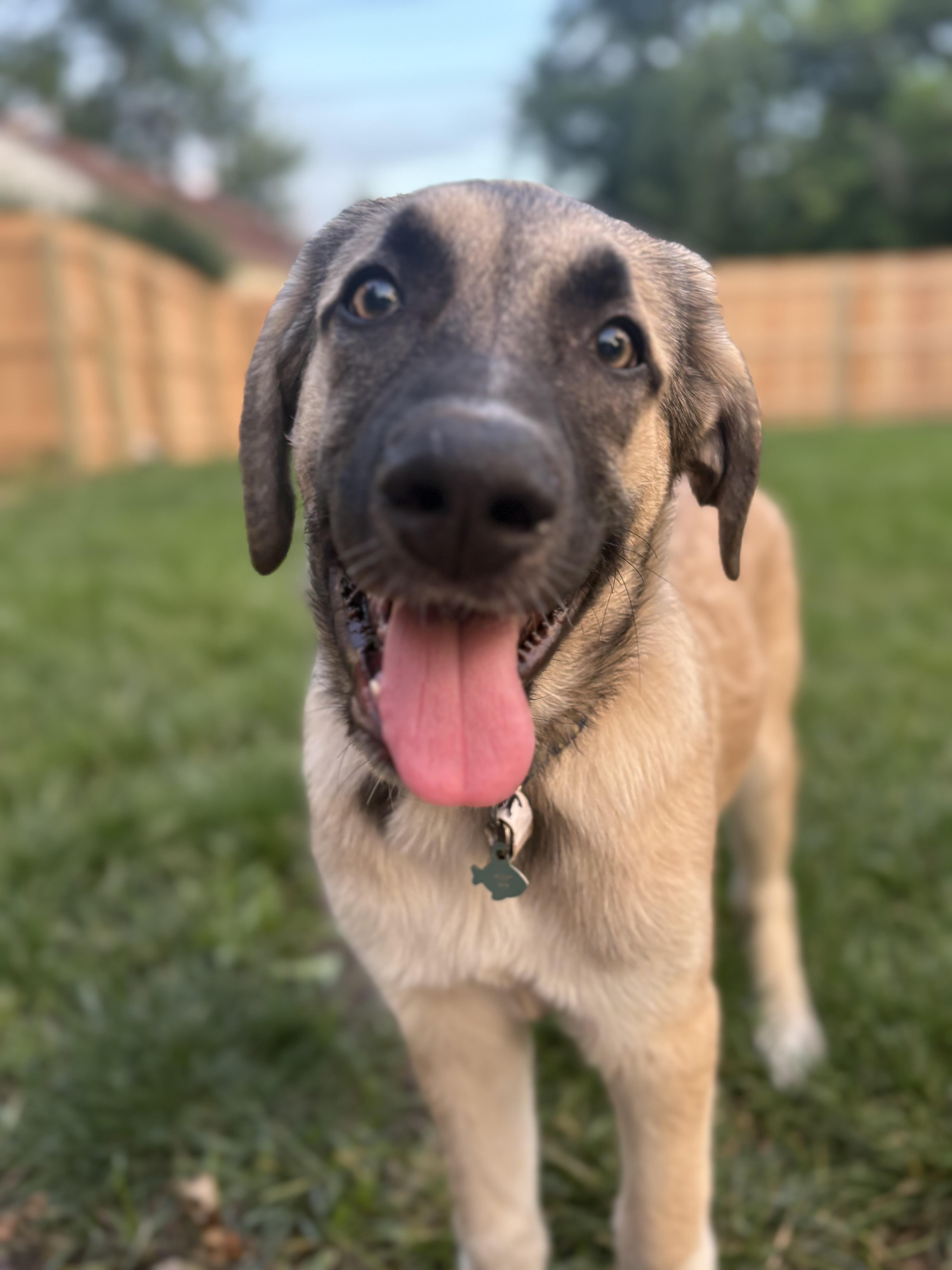 Jinx, ADOPTABLE, Puppy Male Anatolian Shepherd & Great Pyrenees.