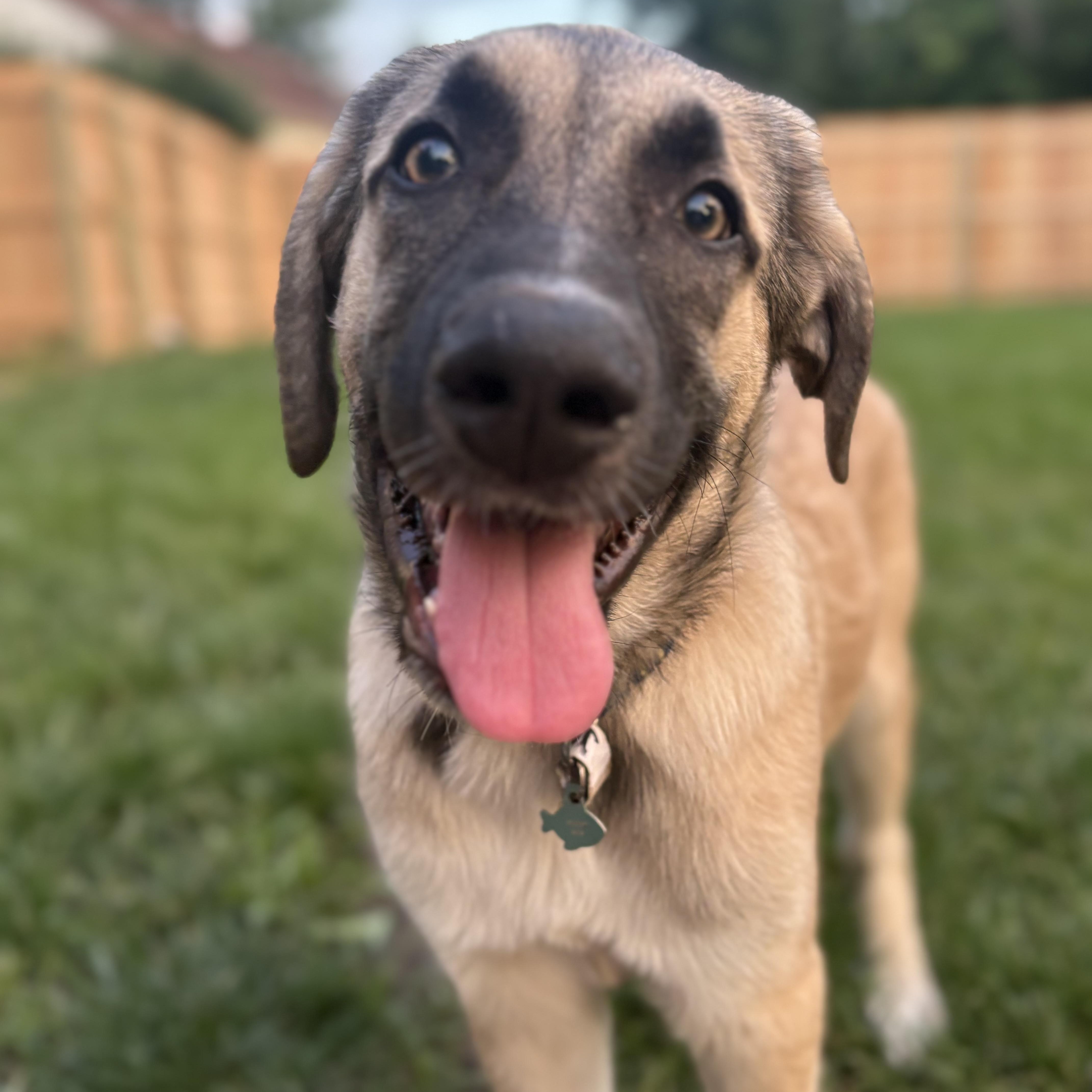 Enlarge Jinx, a ADOPTABLE mixed breed in Olathe, KS image 1/6