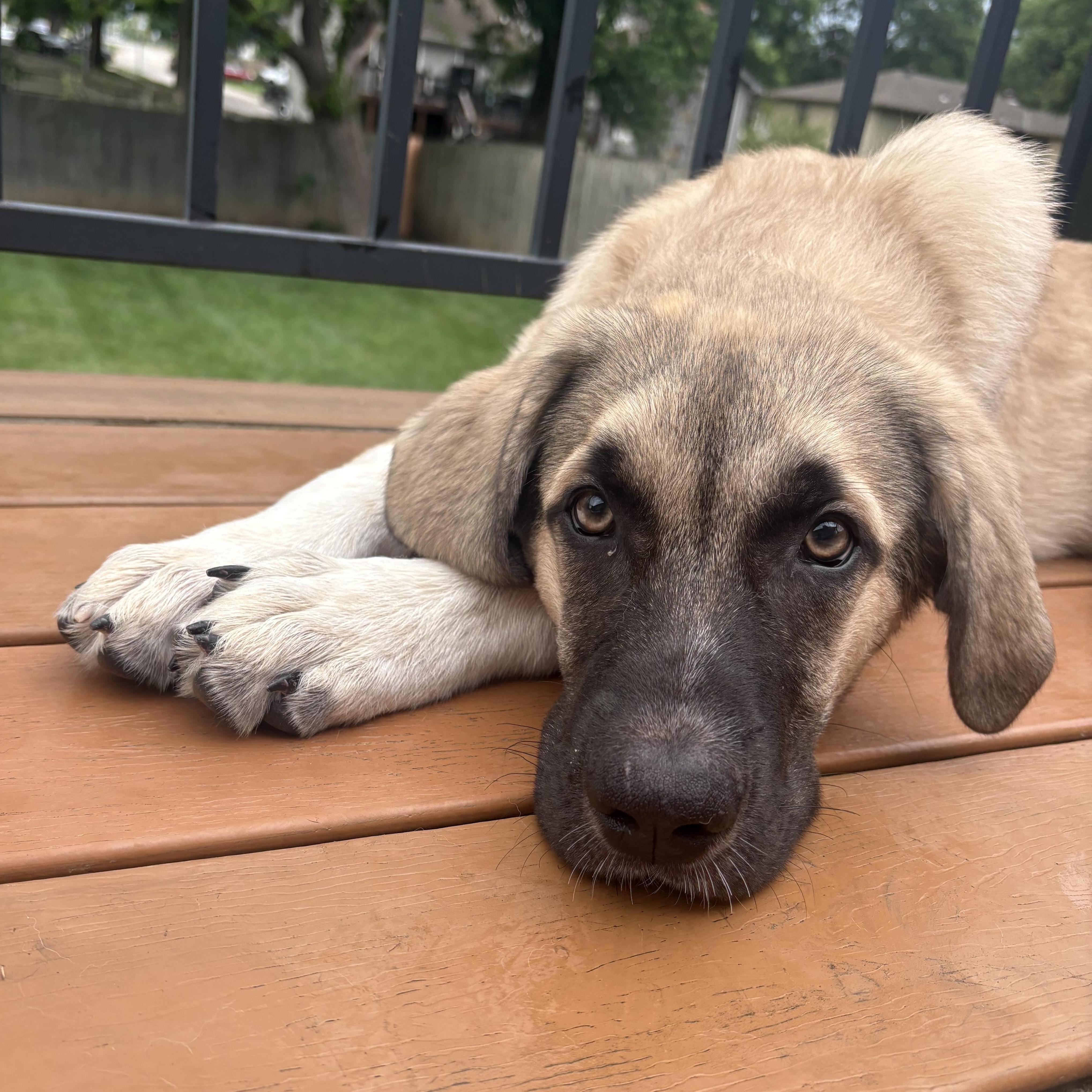 Enlarge Jinx, a ADOPTABLE mixed breed in Olathe, KS image 5/6