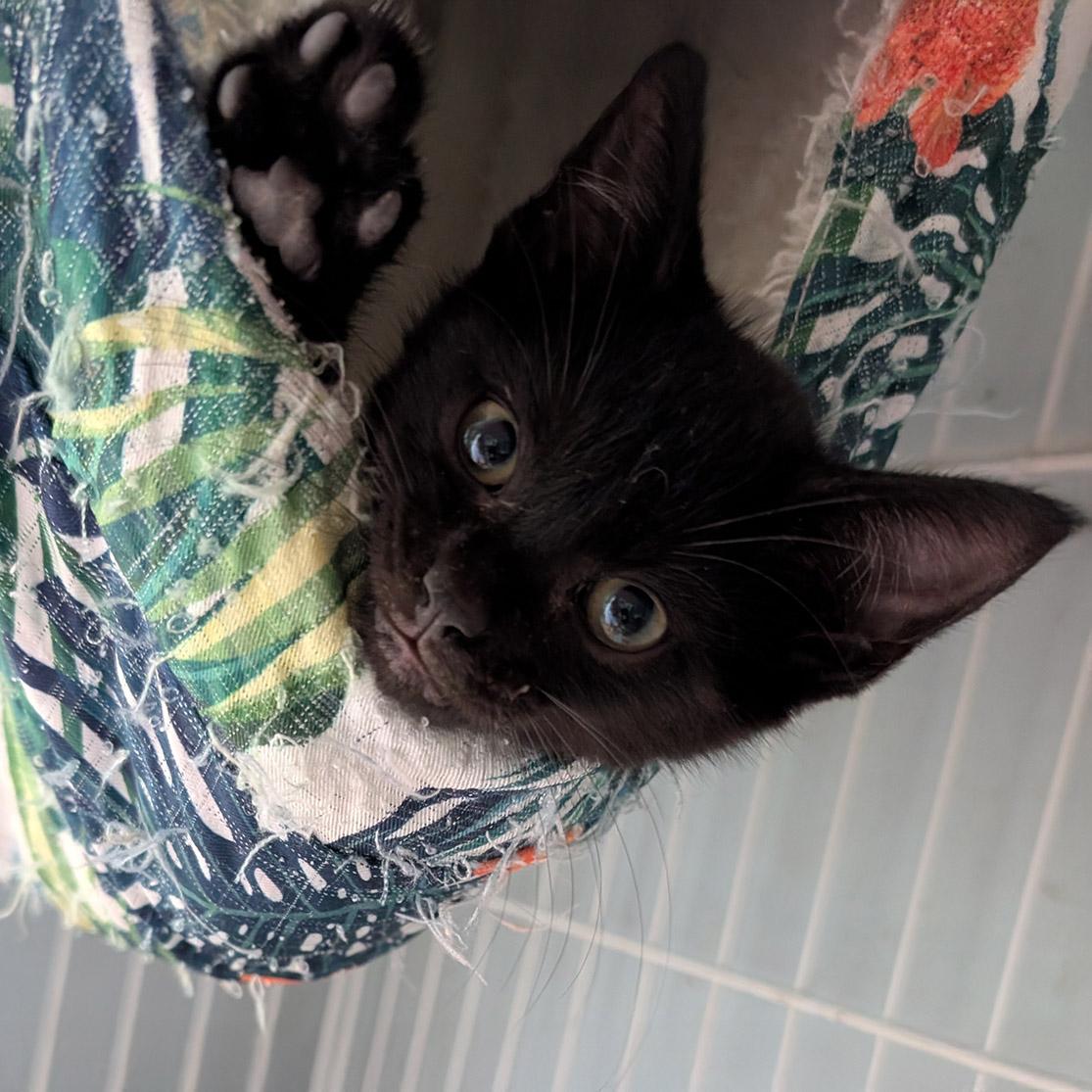 Enlarge Catty Whampus, a Adoptable Domestic Short Hair in Somerset, KY image 1/2