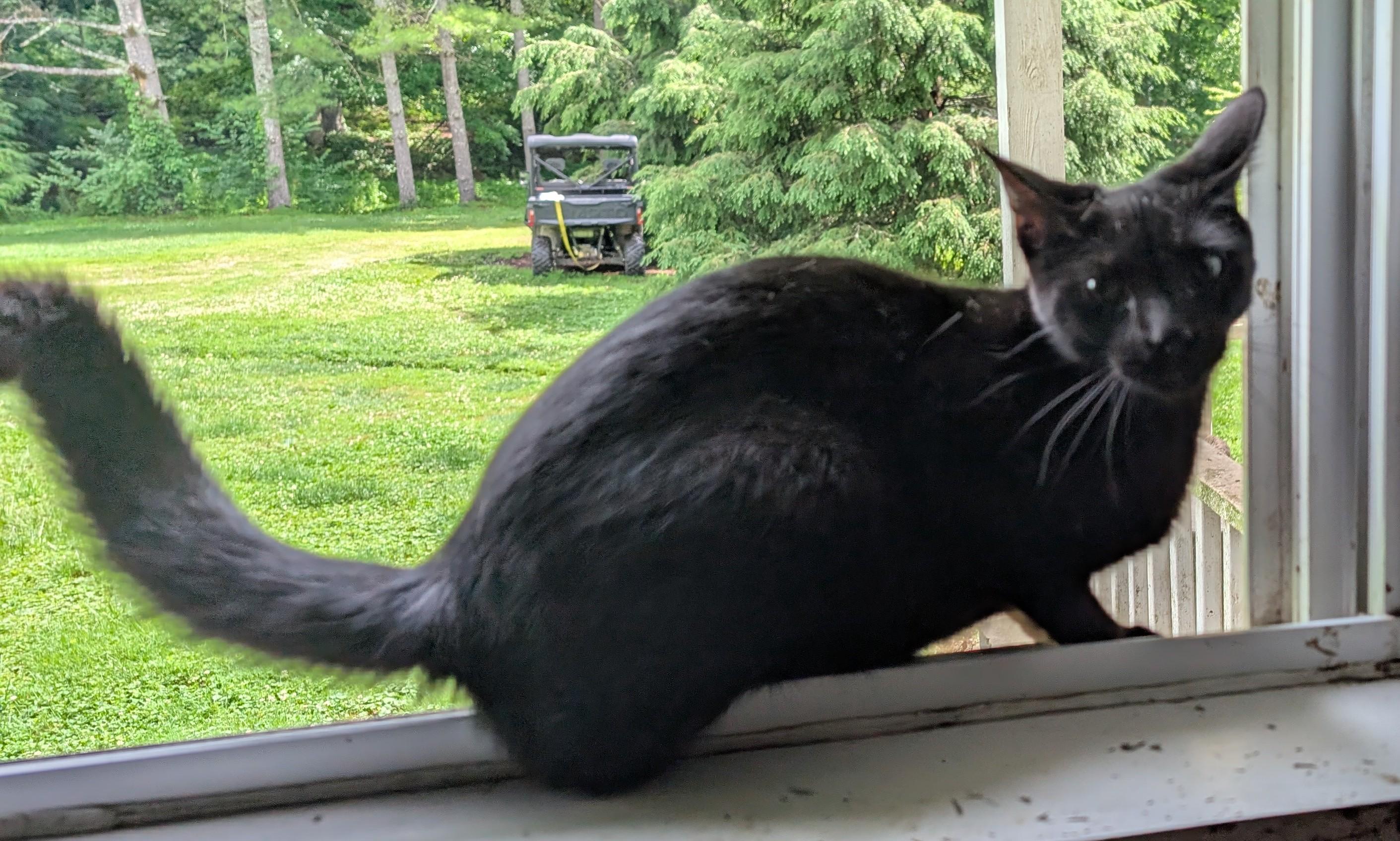 Enlarge Catty Whampus, a Adoptable Domestic Short Hair in Somerset, KY image 4/4