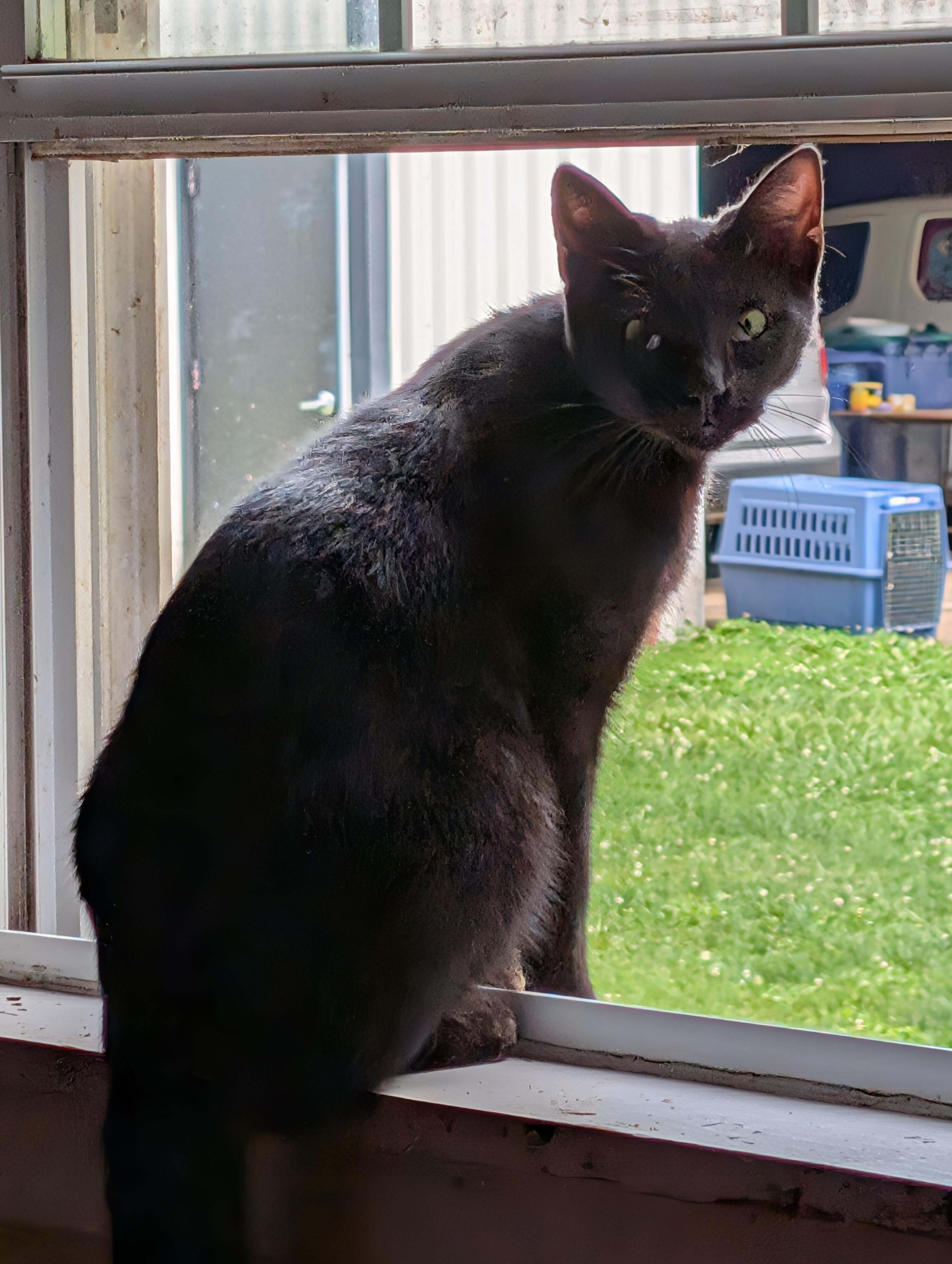 Catty Whampus, Adoptable, Adult Male Domestic Short Hair.