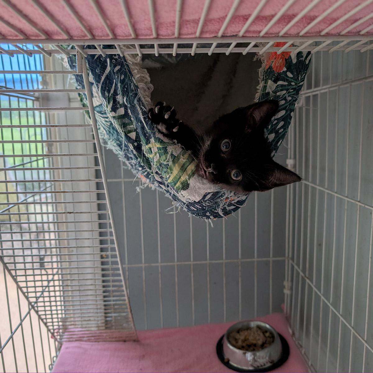 Enlarge Catty Whampus, a Adoptable Domestic Short Hair in Somerset, KY image 2/2