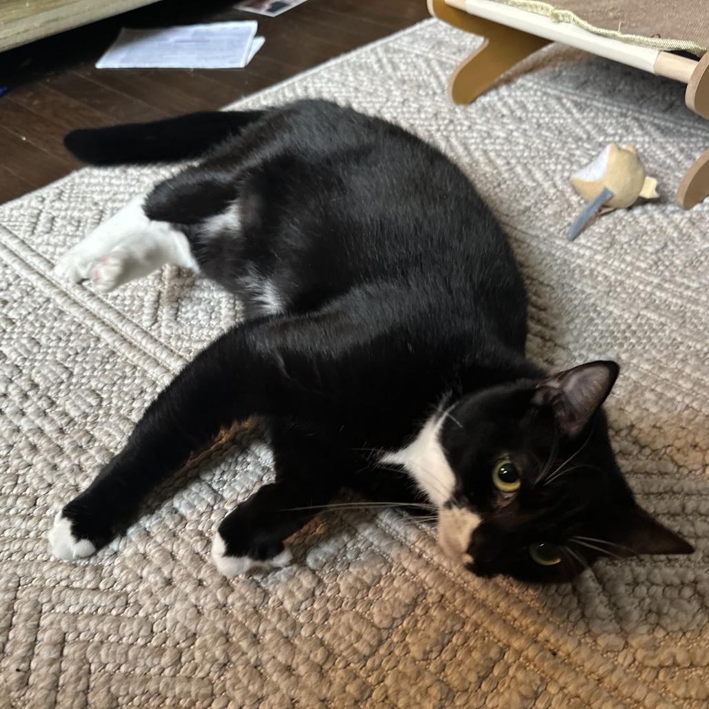 Princess Peach, a Adoptable Domestic Short Hair in Oakland, CA image 1/6