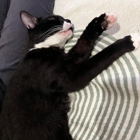 Princess Peach, a Adoptable Domestic Short Hair in Oakland, CA image 2/6