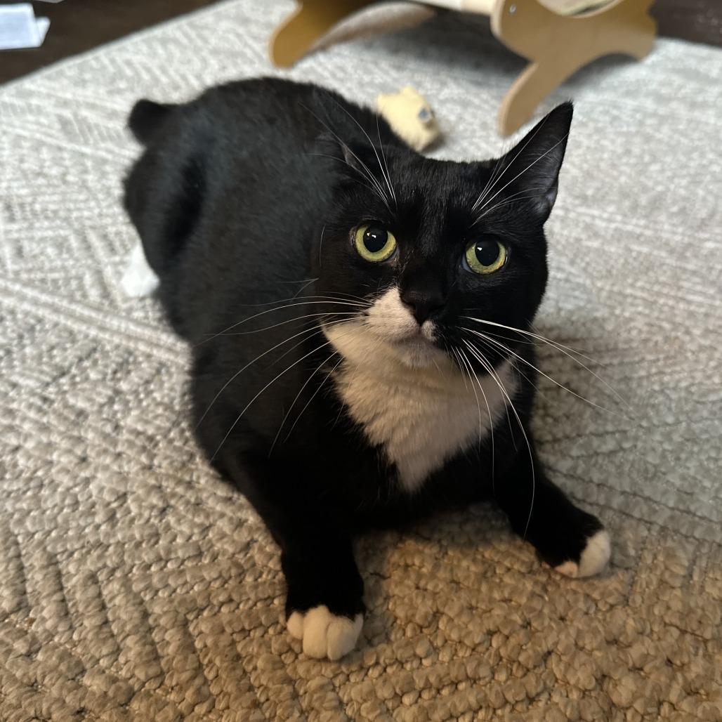 Princess Peach, a Adoptable Domestic Short Hair in Oakland, CA image 3/6