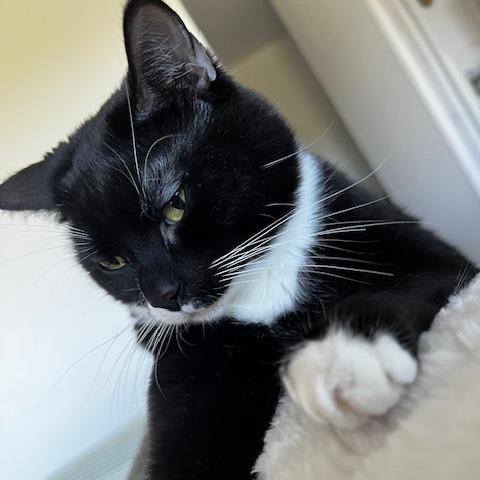 Princess Peach, a Adoptable Domestic Short Hair in Oakland, CA image 4/6