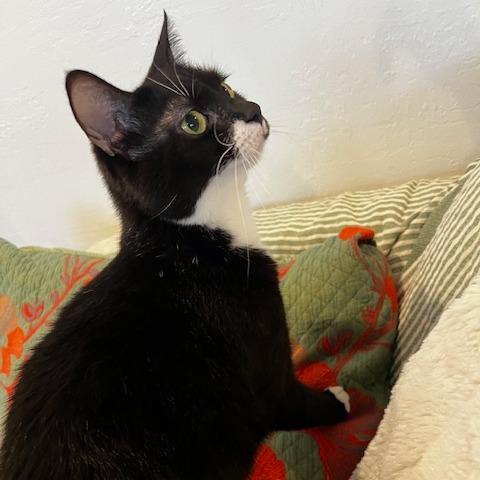 Princess Peach, a Adoptable Domestic Short Hair in Oakland, CA image 5/6