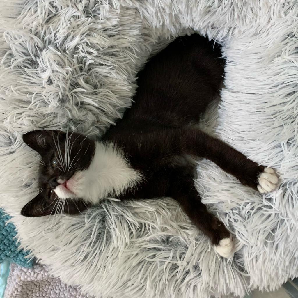 Princess Peach, a Adoptable Domestic Short Hair in Oakland, CA image 6/6