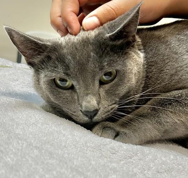 Enlarge Viola, a Adoptable mixed breed in Dublin, CA image 1/1
