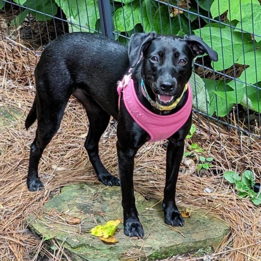 Dawn, a Adoptable mixed breed in Helena, AL image 5/5