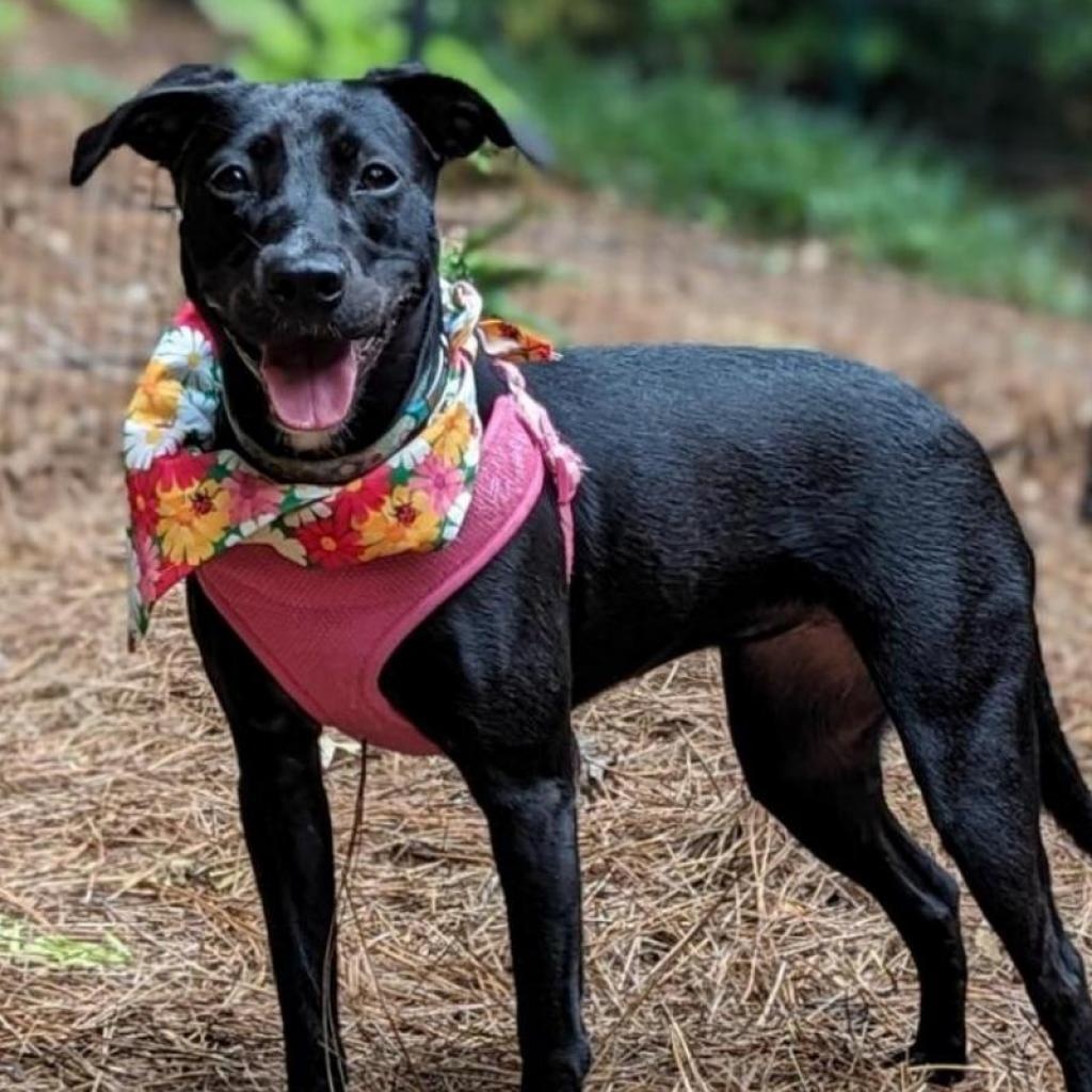 Dawn, a Adoptable mixed breed in Helena, AL image 1/5