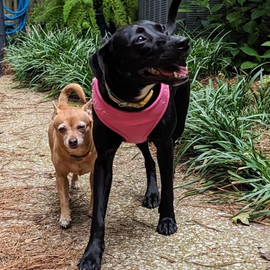 Dawn, a Adoptable mixed breed in Helena, AL image 2/5