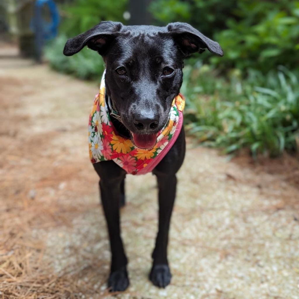 Dawn, a Adoptable mixed breed in Helena, AL image 4/5