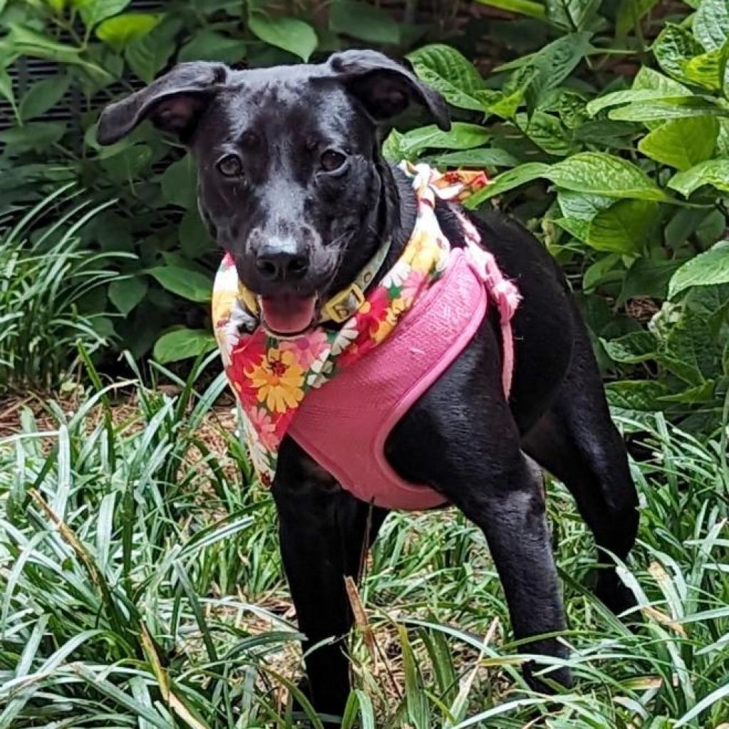 Dawn, a Adoptable mixed breed in Helena, AL image 3/5