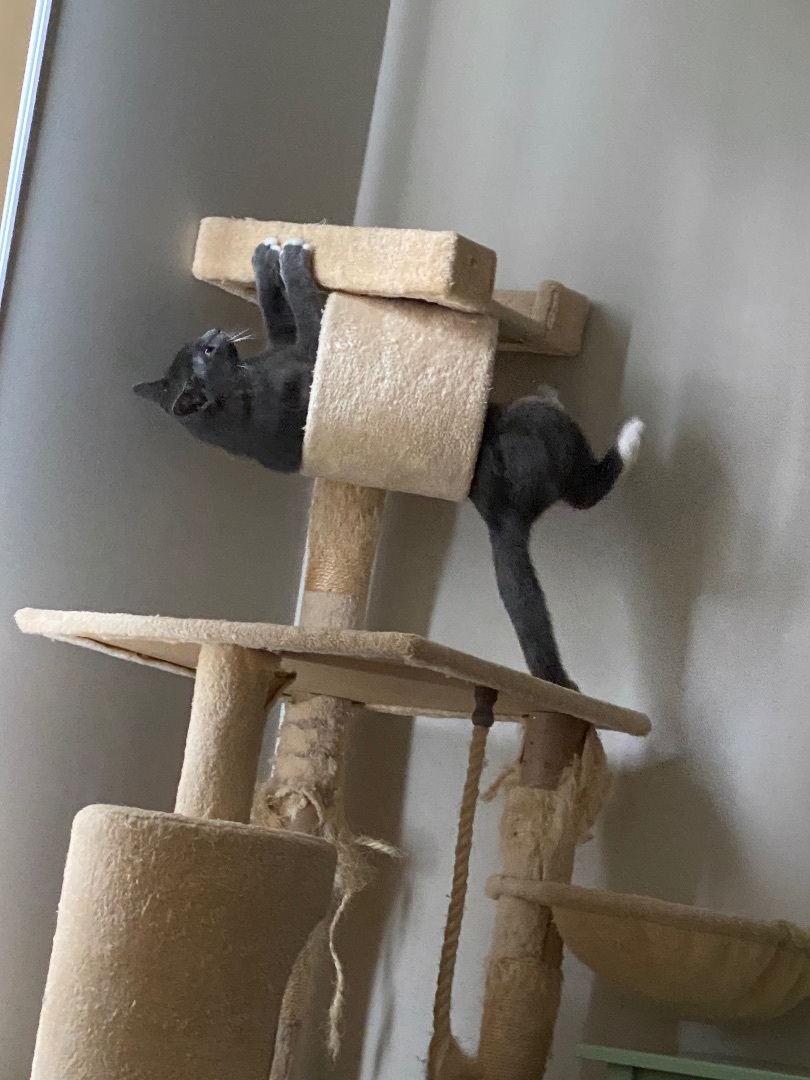 Enlarge Whiskers, a Adopted Domestic Short Hair in Long Valley, NJ image 1/5