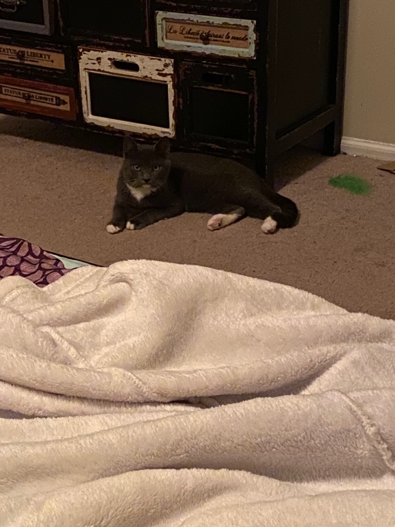 Enlarge Whiskers, a Adopted Domestic Short Hair in Long Valley, NJ image 2/5