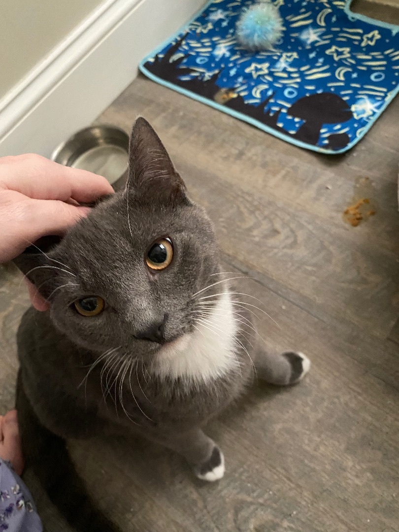Enlarge Whiskers, a Adopted Domestic Short Hair in Long Valley, NJ image 3/5