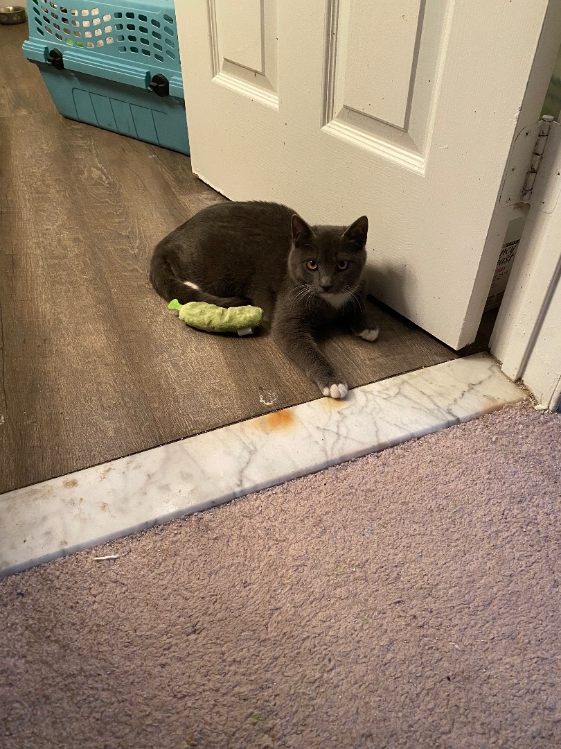 Enlarge Whiskers, a Adopted Domestic Short Hair in Long Valley, NJ image 4/5