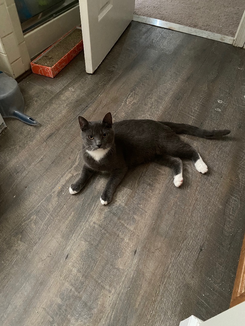 Enlarge Whiskers, a Adopted Domestic Short Hair in Long Valley, NJ image 5/5