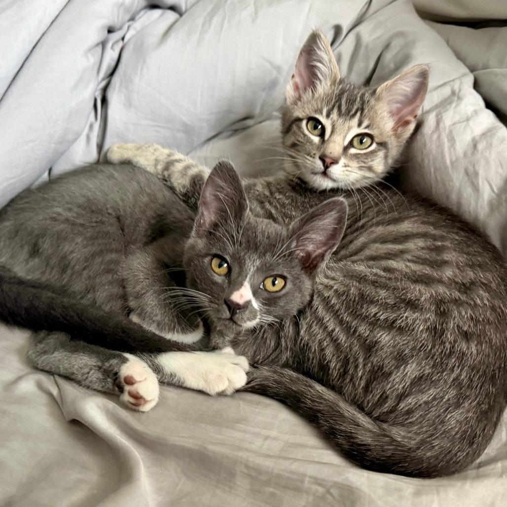 Suzy Mew (bonded with Clawdia), Adoptable, Kitten Female Domestic Short Hair.
