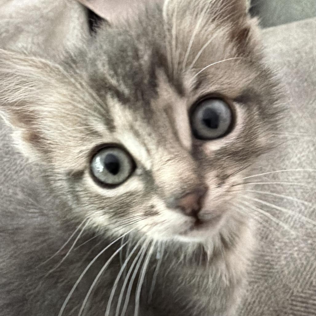 Enlarge Suzy Mew (bonded with Clawdia), a Adoptable Domestic Short Hair in Santa Rosa, CA image 2/4