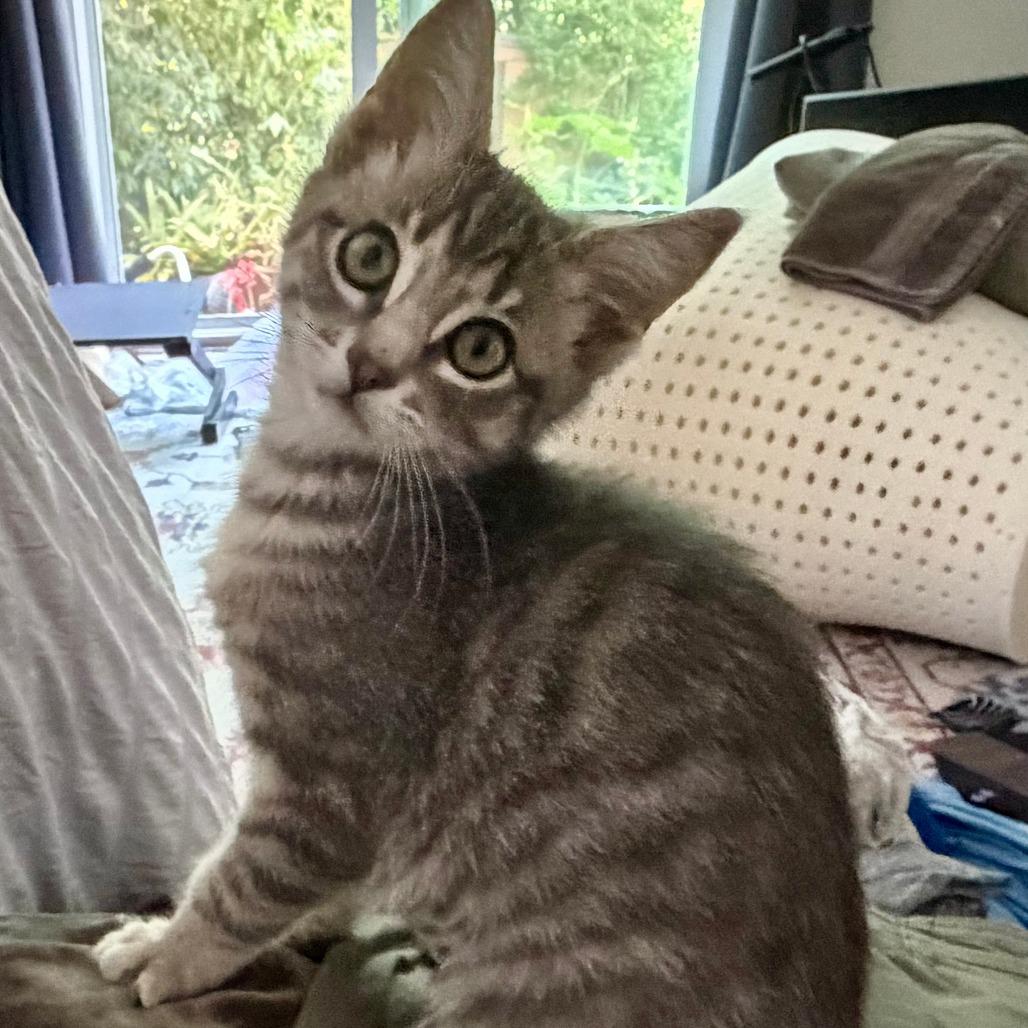 Enlarge Suzy Mew (bonded with Clawdia), a Adoptable Domestic Short Hair in Santa Rosa, CA image 3/4