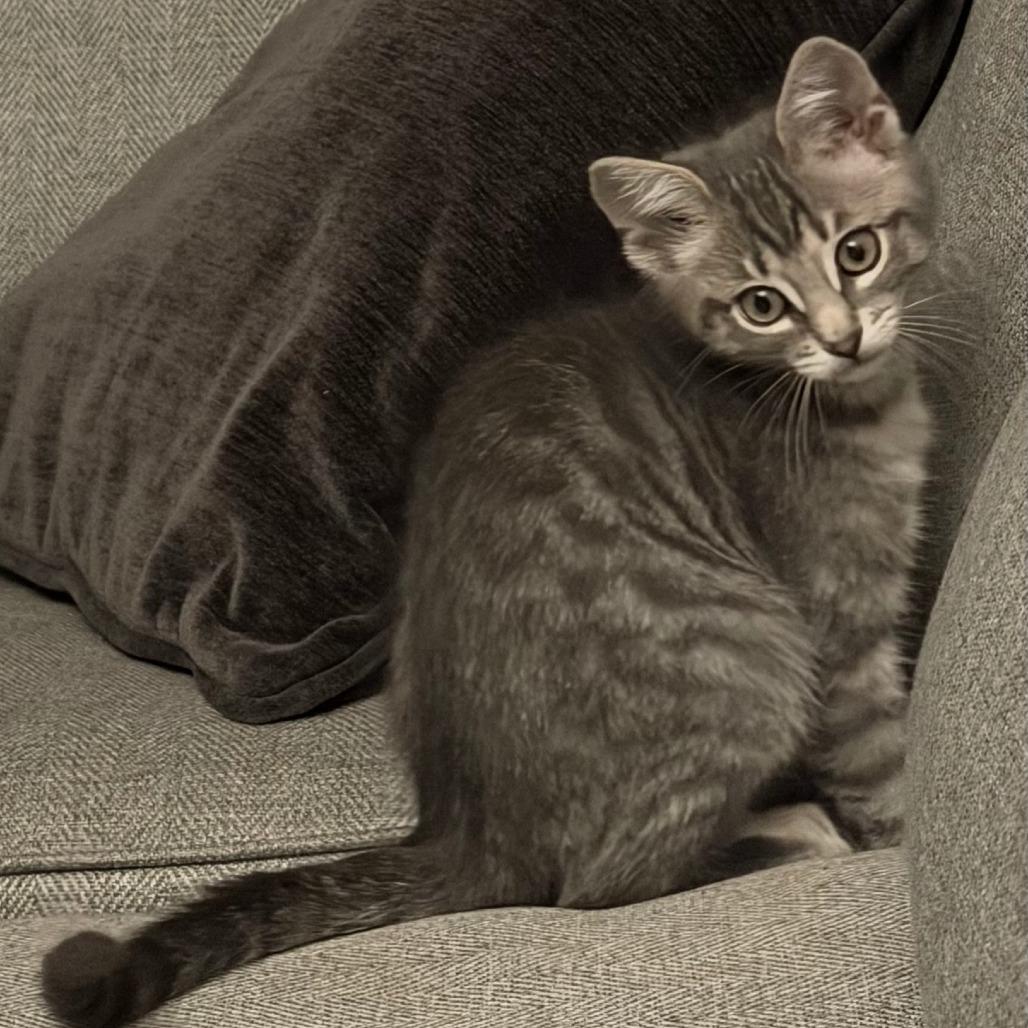 Enlarge Suzy Mew (bonded with Clawdia), a Adoptable Domestic Short Hair in Santa Rosa, CA image 4/4