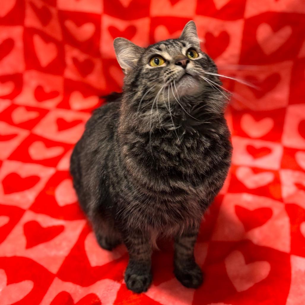 Marcie, Adoptable, Adult Female Domestic Medium Hair.