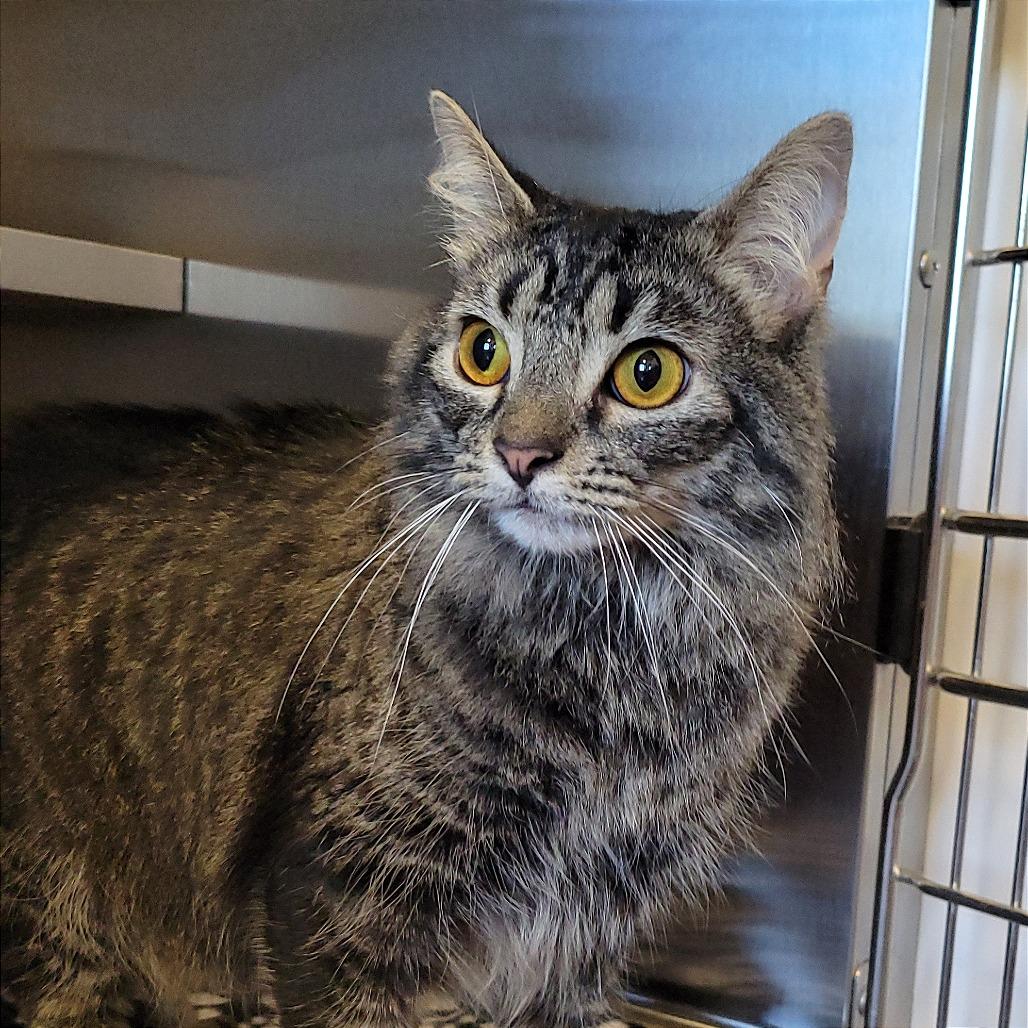 Enlarge Marcie, a Adoptable Domestic Medium Hair in Nashville, IN image 2/6