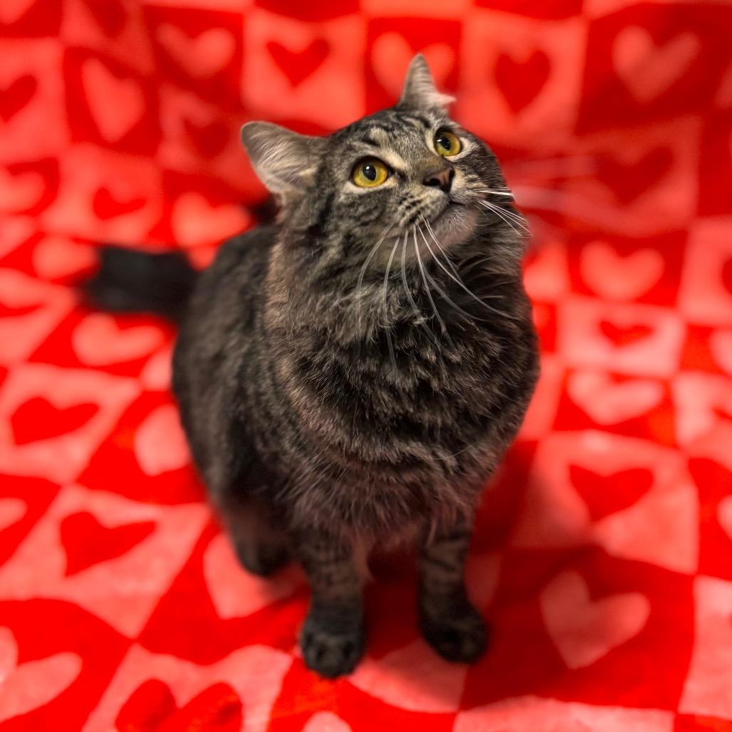 Enlarge Marcie, a Adoptable Domestic Medium Hair in Nashville, IN image 3/6