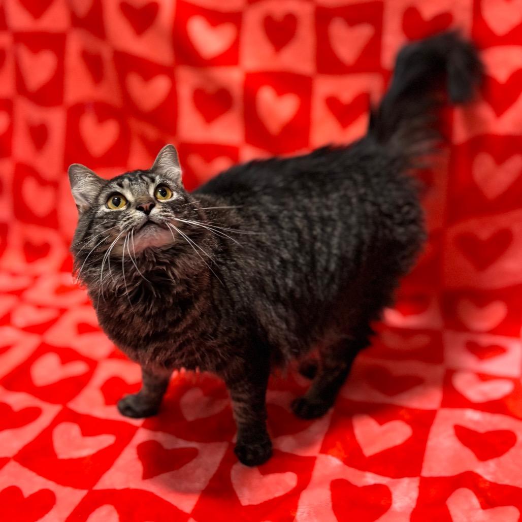 Enlarge Marcie, a Adoptable Domestic Medium Hair in Nashville, IN image 4/6