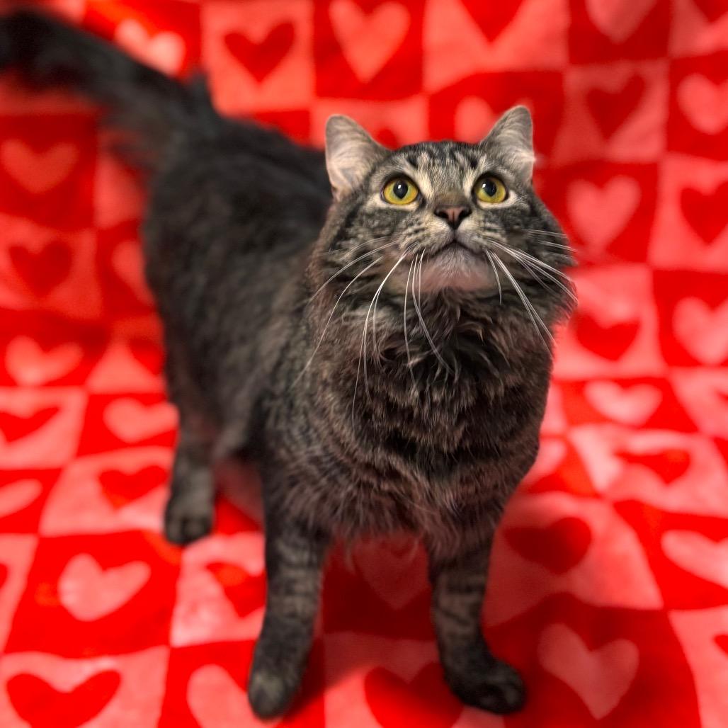 Enlarge Marcie, a Adoptable Domestic Medium Hair in Nashville, IN image 5/6