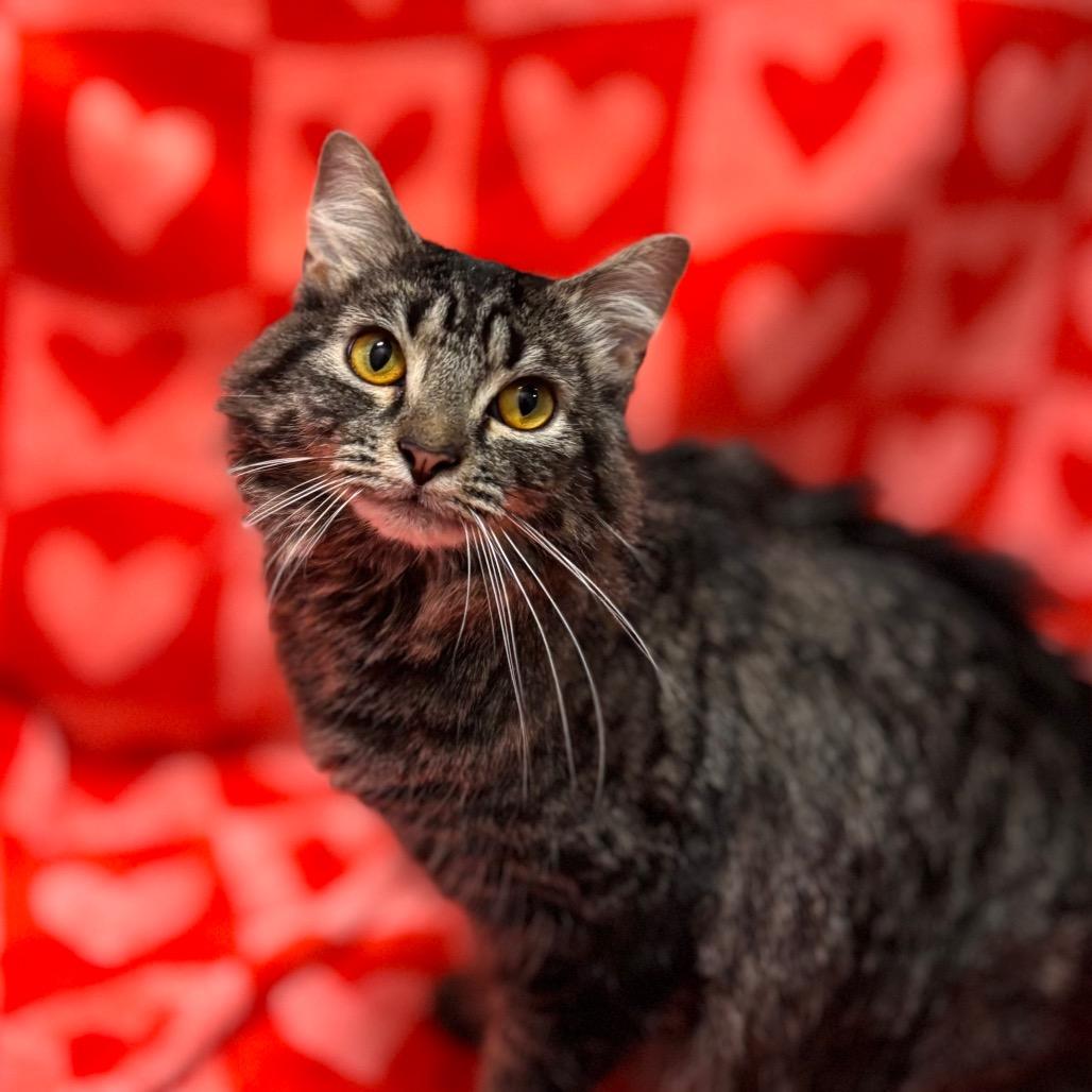 Enlarge Marcie, a Adoptable Domestic Medium Hair in Nashville, IN image 6/6